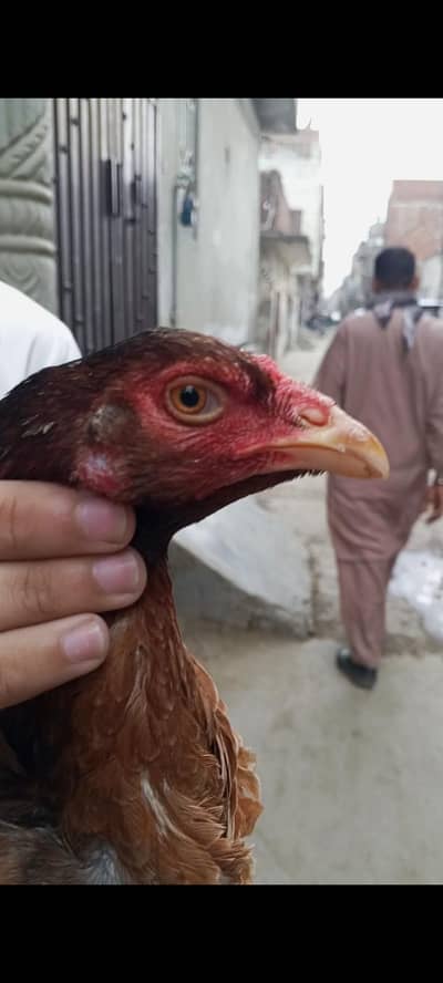 Pure minawali females