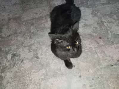Black Persian Cat