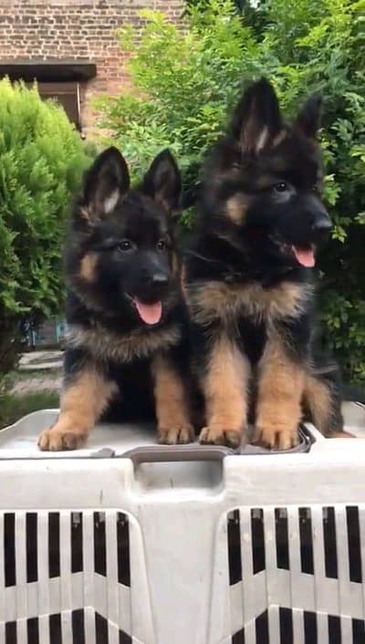 German shepherd | Puppy | GSD | Dog for sale | WhatsApp 03024439896 g