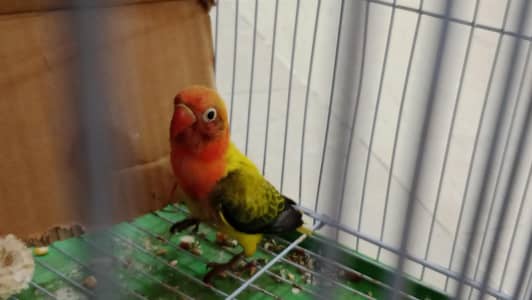 aik green Ewing opline ka patha hai or aik budgie red eyes ka patha ha