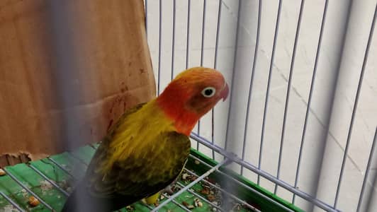 aik green Ewing opline ka patha hai or aik budgie red eyes ka patha ha