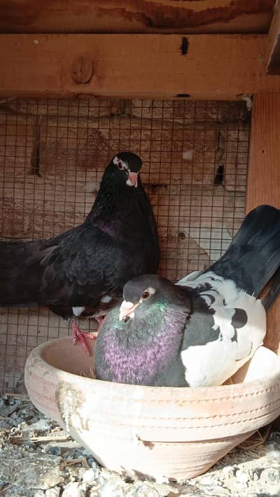 Siah khal or Lal khal