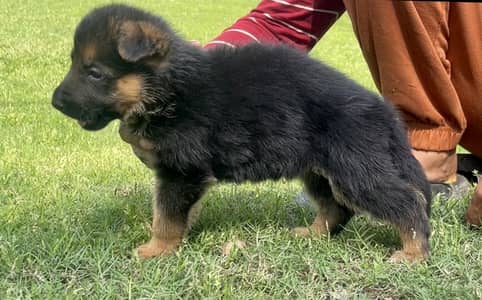 Top Quality German Shepherd Puppies