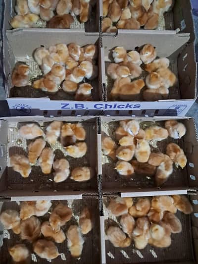 australorp | rir| golden misri chicks | desi chicks | chicks for sale