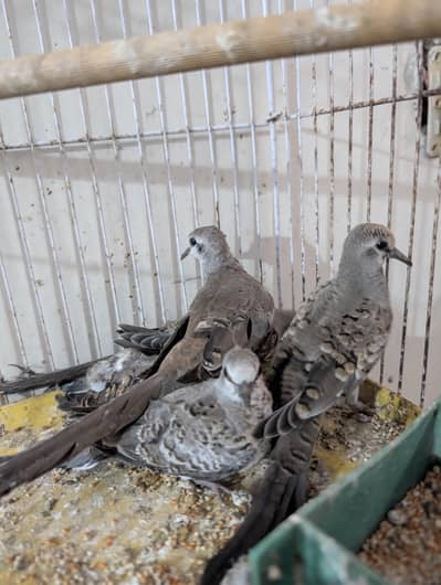Cap dove chicks for sale
