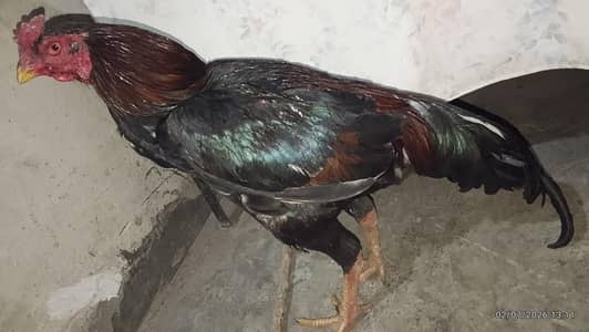 Aseel and hens murga