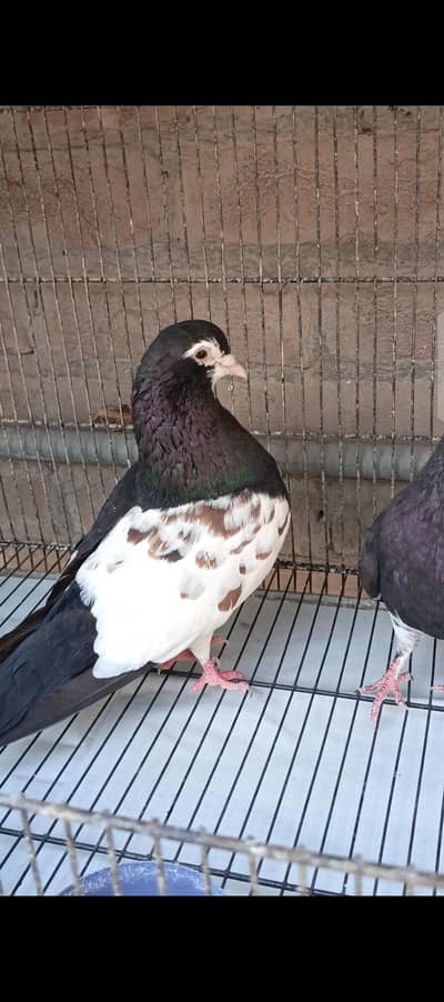 Kanty Kash kala khal