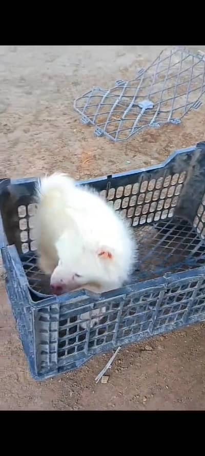 Russian puppy for sale WhatsApp number 0320.3792405