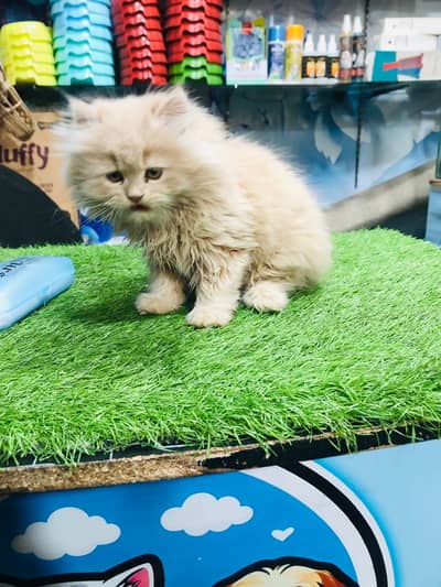 Persian kittens|triple Coated|Punch Face kittens /cute | fluffy kitten