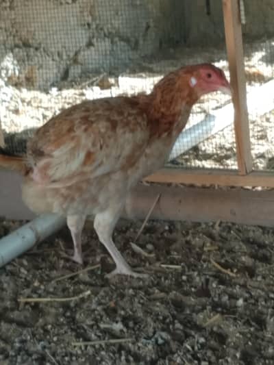 aseel available heera,misri, mianwali,cheena and chick