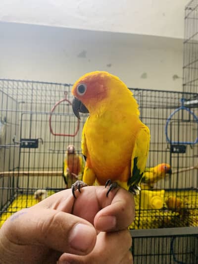 Sunconures and pineapple conure hand tamed
