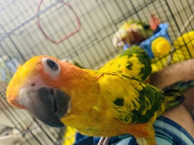 Sunconures and pineapple conure hand tamed