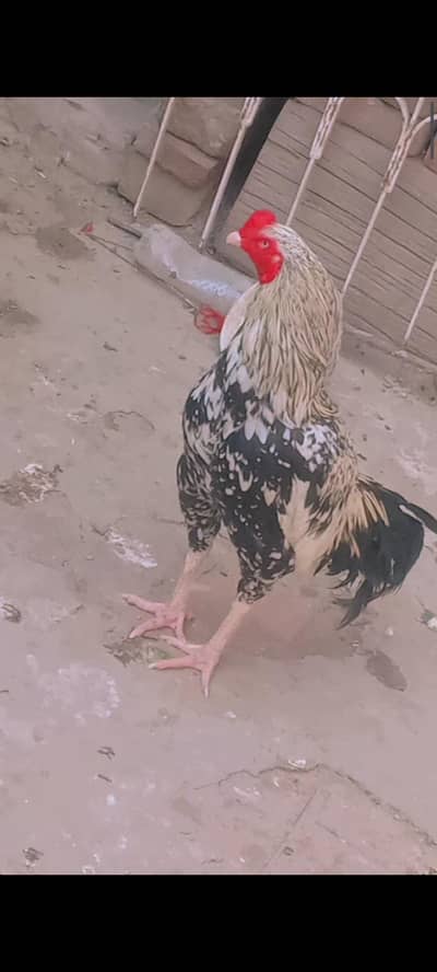 Pure aseel chena murgha