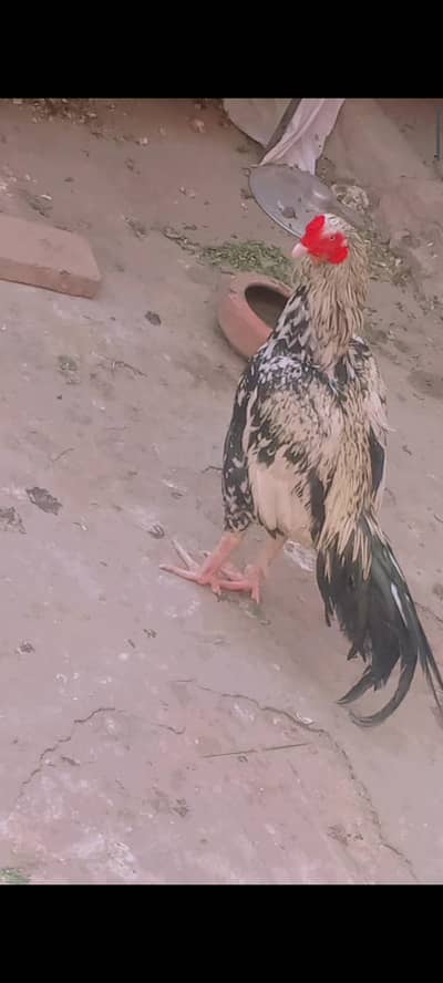 Pure aseel chena murgha