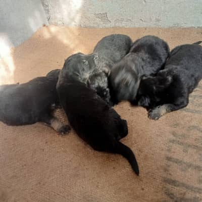 German Shepherd Puppies |Long coat puppies | GSD pupps |Pupps For Sale