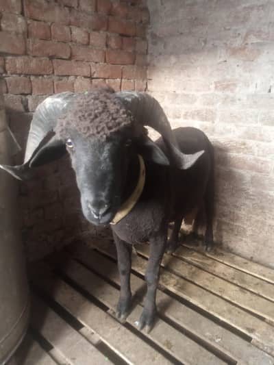 livestock animal black long tail for sale