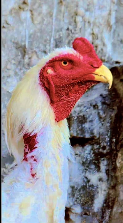 Top Quality white Japanese Shamo