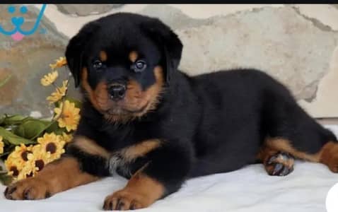 healthy pair para hua hai 03091455390