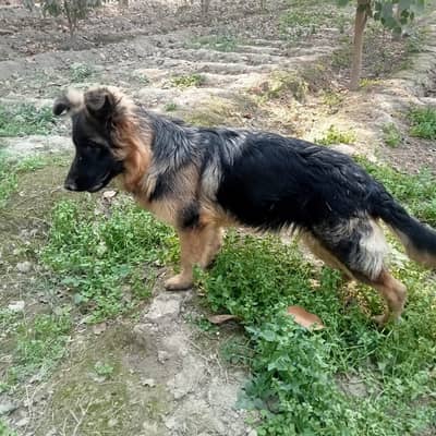German Shepherd | German Shepherd long coat Dog | GSD | For Sale