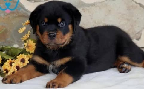 rottweiler Puppy available high quality