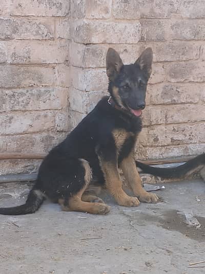 German shepherd pair German shepherd puppies