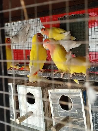 LOVE BIRDS BREEDER PAIRE