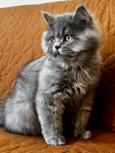 Pure Persian Pair for Sale