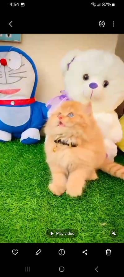 Persian Cats & Kittens for Sale may WhatsApp 03126762031