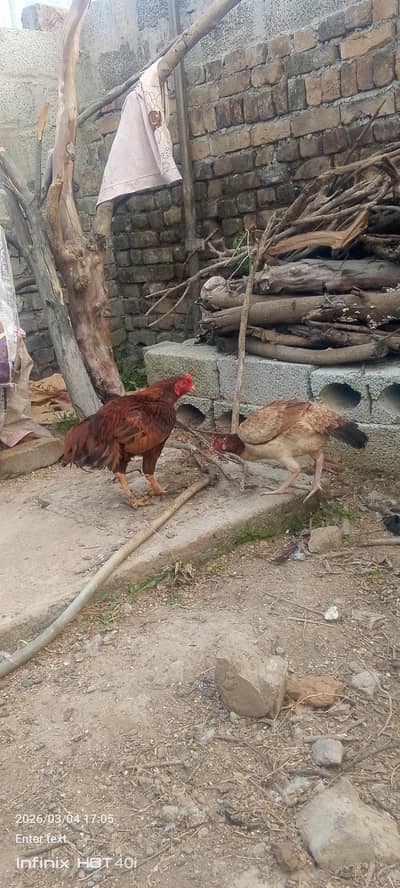 pair murgi anda da rahi or anda available hain