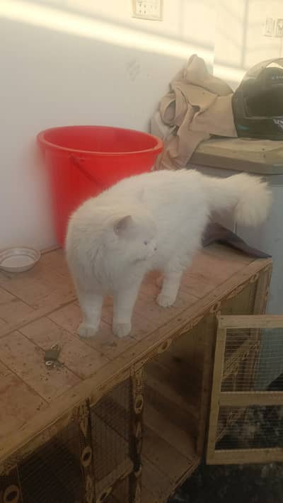 male puppy 6 month old