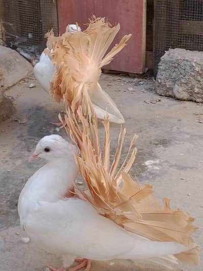 yellow tail young  pair available for sale