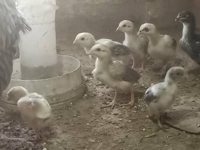 Aseel Chicks for sale