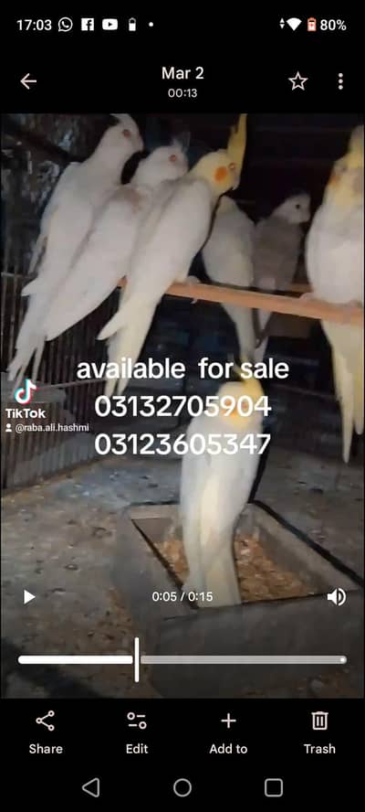 cocktail pair and chick ,ringneck,,pahari, chicks