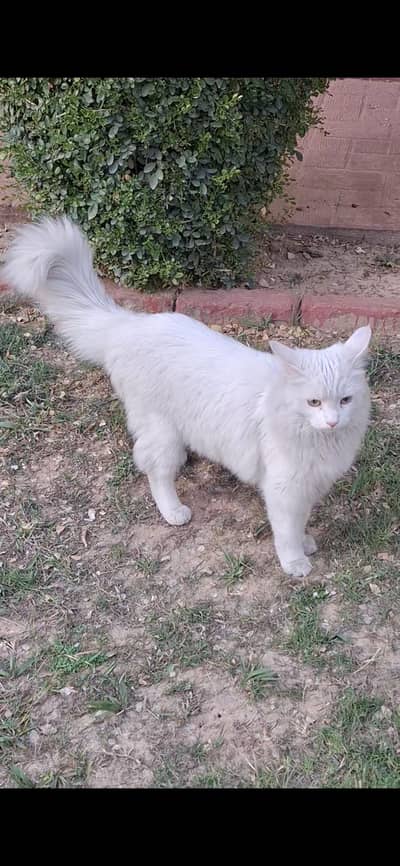 Persian pure white Female Cat for Sale