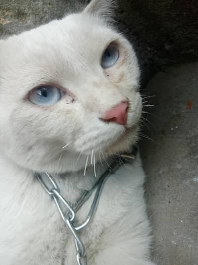 Persian Cat For Sale