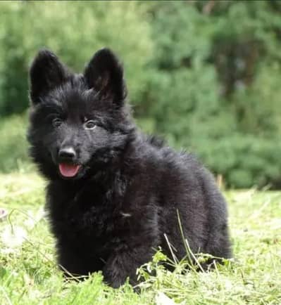 German Shepherd puppies 03111968618