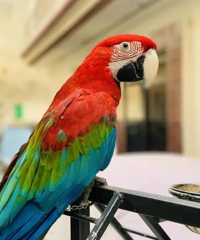Red Macaw Parrot