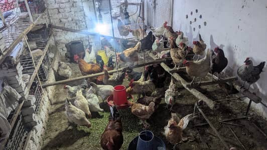 desi Golden misri healthy egg lying hens