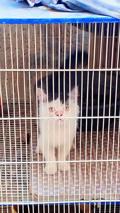 Persian kitten available fnf 10k