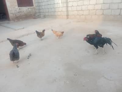 pure Desi and fertile eggs