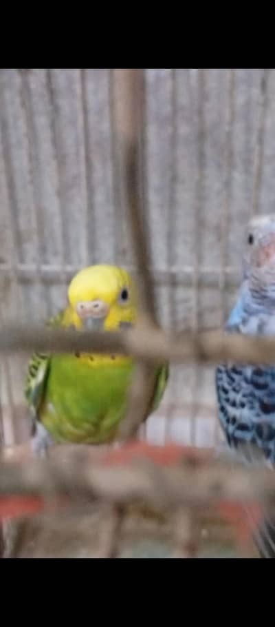 australian budges breeder females urjent sale