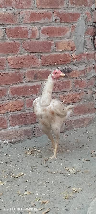 Aseel  Madi long height