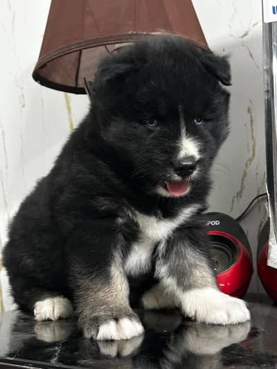 Top quality Siberian husky Agouti