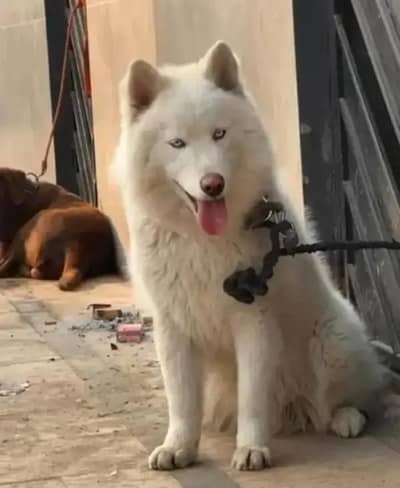 White Wolf Husky