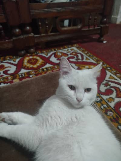 White Persian Cats for sale ( Pair)