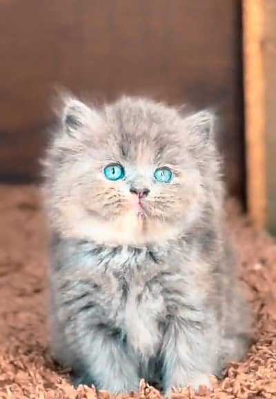 Persian Cats & Kittens for Sale may WhatsApp 03126762031