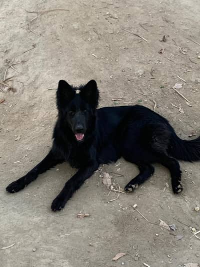 german shepherd female for sell