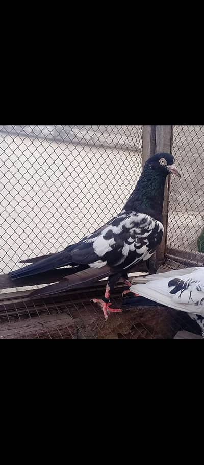 High quality Rampuri pair