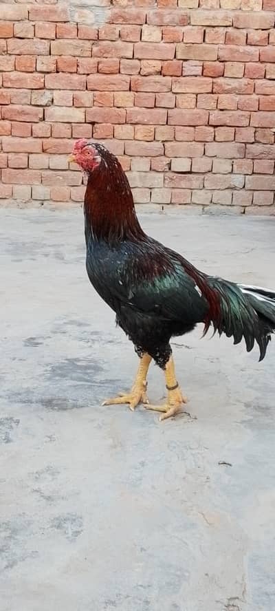 from Syal home breed