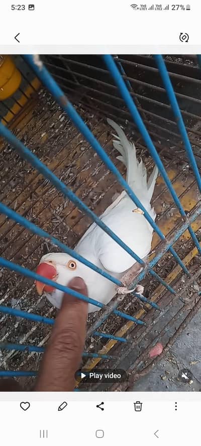 Tamed Talking White female.